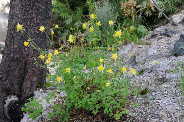 Aquilegia chrysantha, Golden Columbine